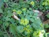 Aranyos veselke (Chrysosplenium alternifolium)